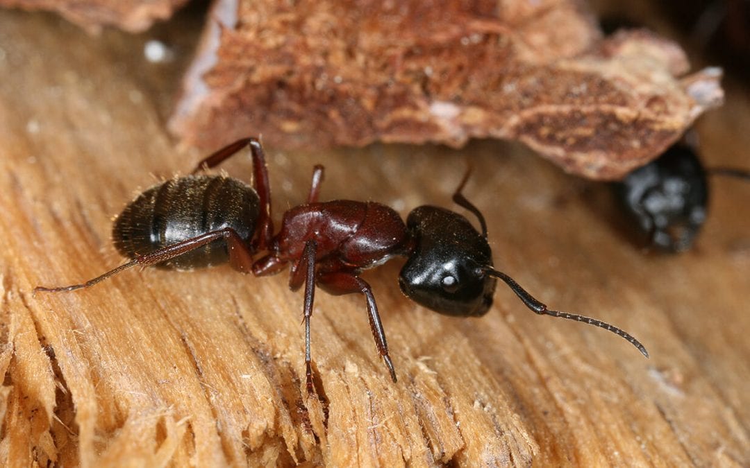 wood-destroying insects include carpenter ants